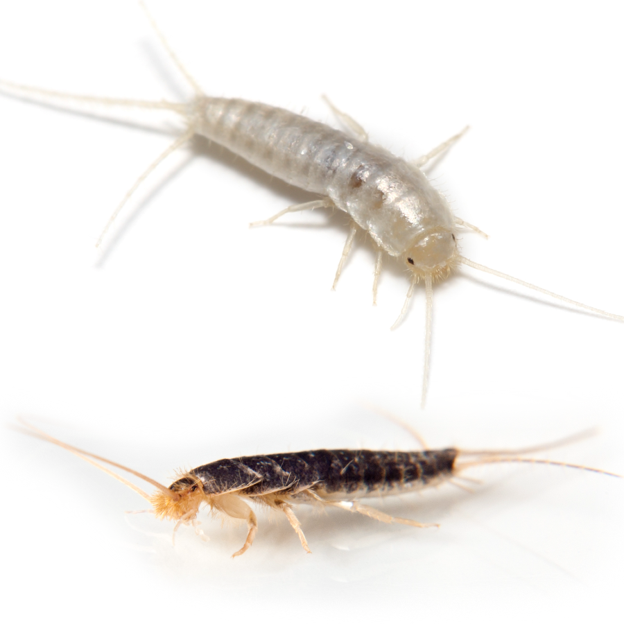 Silverfish and Firebrats