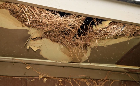Squirrel Nest in Attic Hole