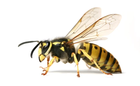 Yellow Jacket Bee Control & Treatments in Atlanta GA