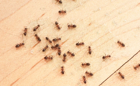Ants crawling on wood surface