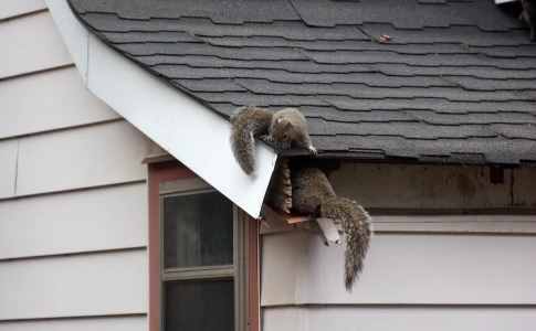 Squirrels Entering Hole in Houses Roof