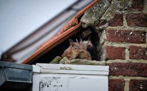 Squirrels in Roof Hole